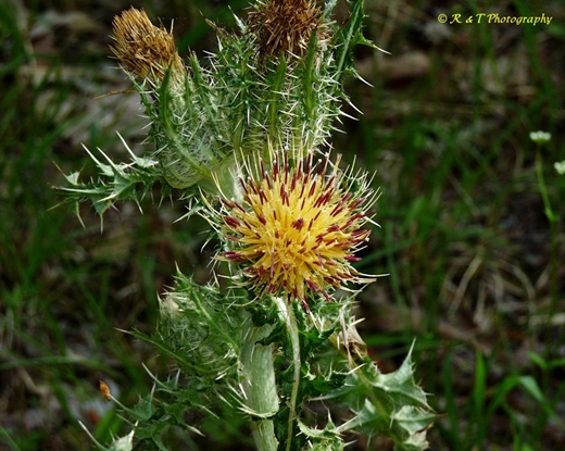 {Cirsium horridulum}